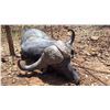 Image 4 : 7 DAY DANGEROUS GAME HUNT FOR 2 HUNTERS, INCLUDES TROPHY FEE FOR ONE CAPE BUFFALO