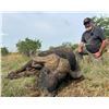 Image 5 : 7 DAY DANGEROUS GAME HUNT FOR 2 HUNTERS, INCLUDES TROPHY FEE FOR ONE CAPE BUFFALO