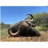 Image 6 : 7 DAY DANGEROUS GAME HUNT FOR 2 HUNTERS, INCLUDES TROPHY FEE FOR ONE CAPE BUFFALO