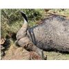 Image 7 : 7 DAY DANGEROUS GAME HUNT FOR 2 HUNTERS, INCLUDES TROPHY FEE FOR ONE CAPE BUFFALO