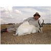 Image 9 : 7 DAY DANGEROUS GAME HUNT FOR 2 HUNTERS, INCLUDES TROPHY FEE FOR ONE CAPE BUFFALO