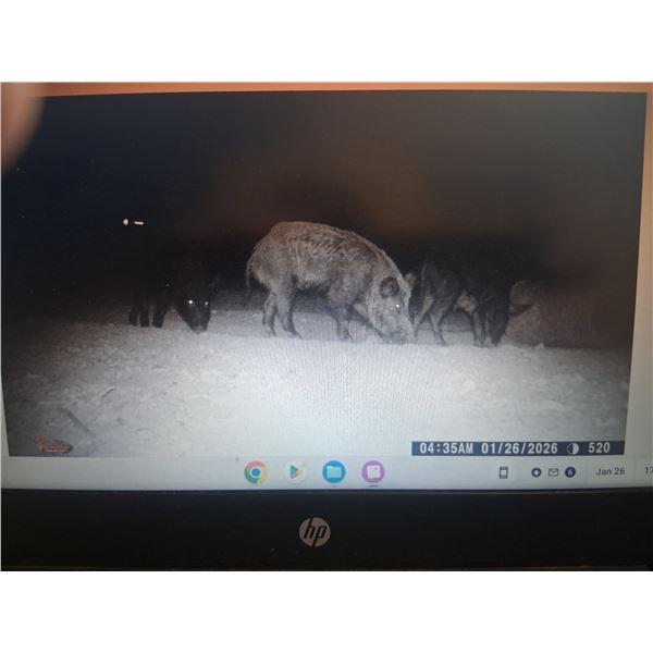 HUNT UNLIMITED HOGS IN TEXAS