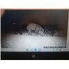 Image 1 : HUNT UNLIMITED HOGS IN TEXAS