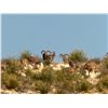 Image 9 : HUNT UNLIMITED HOGS IN TEXAS
