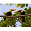 Image 15 : SIX DAY/FIVE NIGHT TROPICAL ADVENTURE (2 DAYS SPORTFISHING)  IN COSTA RICA FOR TWO