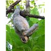 Image 16 : SIX DAY/FIVE NIGHT TROPICAL ADVENTURE (2 DAYS SPORTFISHING)  IN COSTA RICA FOR TWO