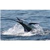 Image 1 : SIX DAY/FIVE NIGHT TROPICAL ADVENTURE (2 DAYS SPORTFISHING)  IN COSTA RICA FOR TWO