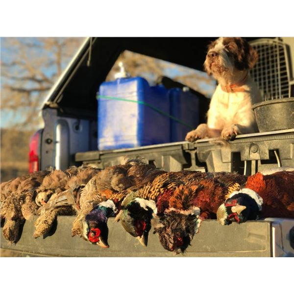 3 DAY/4 NIGHT GUIDED MONTANA UPLAND BIRD HUNT FOR 2