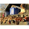 Image 1 : 3 DAY/4 NIGHT GUIDED MONTANA UPLAND BIRD HUNT FOR 2