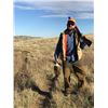 Image 2 : 3 DAY/4 NIGHT GUIDED MONTANA UPLAND BIRD HUNT FOR 2