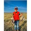 Image 5 : 3 DAY/4 NIGHT GUIDED MONTANA UPLAND BIRD HUNT FOR 2