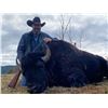 Image 2 : ONE MANAGEMENT BISON BULL OR HEIFER - MONTANA