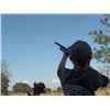 Image 2 : Dove hunt for four hunters in Okeechobee Florida