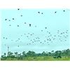Image 3 : Dove hunt for four hunters in Okeechobee Florida