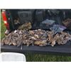 Image 5 : Dove hunt for four hunters in Okeechobee Florida