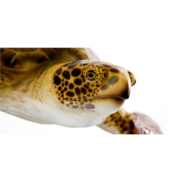 Turtle Mount Donated by Gray Taxidermy