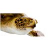 Image 1 : Turtle Mount Donated by Gray Taxidermy