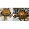 Image 2 : Turtle Mount Donated by Gray Taxidermy