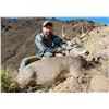 Image 2 : COUES DEER HUNT IN WILCOX, ARIZONA, Hunters Choice Archery or Rifle