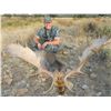 Image 2 : Spanish Red Deer or Fallow Deer in Spain with Cazatur