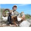 Image 3 : Spanish Red Deer or Fallow Deer in Spain with Cazatur
