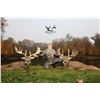 Image 2 : FIVE STAR OHIO WHITETAIL HUNT FOR TWO