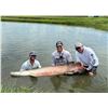 Image 3 : Jurassic Living Jewels – Florida Arapaima Fishing Trip for 2