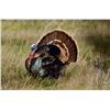 Image 2 : Three-Day Texas Rio Grande Turkey Hunt - Two Birds Included