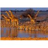 Image 10 : Namibia: 9 Day Fishing & Etosha Park trip for 2 Anglers, Includes 3 Ocean & 3 River Days of fishing.
