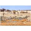 Image 12 : Namibia: 9 Day Fishing & Etosha Park trip for 2 Anglers, Includes 3 Ocean & 3 River Days of fishing.