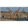 Image 13 : Namibia: 9 Day Fishing & Etosha Park trip for 2 Anglers, Includes 3 Ocean & 3 River Days of fishing.