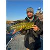 Image 6 : Namibia: 9 Day Fishing & Etosha Park trip for 2 Anglers, Includes 3 Ocean & 3 River Days of fishing.