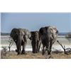 Image 9 : Namibia: 9 Day Fishing & Etosha Park trip for 2 Anglers, Includes 3 Ocean & 3 River Days of fishing.