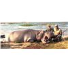 Image 4 : Mozambique: 2027 14 Day Leopard Hunt for 1 Hunter, Includes the Trophy Fee for 1 Leopard Plus Extras