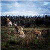 Image 12 : Argentina: 5 Day Hunt for 4 hunters, includes 1 Blackbuck, 1 Patagonic Ram and 2 Wild Boars