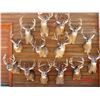 Image 3 : Kansas: 5 Day 5 Night Trophy Whitetail Deer Archery Hunt for 1 Hunter.