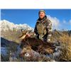 Image 10 : New Zealand: 3 Day 4 Night Chamois Hunt for 2 Hunters, Including the Trophy Fees for 2 Chamois