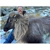 Image 6 : New Zealand: 3 Day 4 Night Chamois Hunt for 2 Hunters, Including the Trophy Fees for 2 Chamois