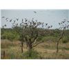 Image 5 : Argentina: 4-day 3-night High Volume Dove Hunt For 4 Hunters.