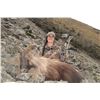 Image 5 : New Zealand: 5 D, 4 N Hunt for 1 Hunter & 1 Observer, Includes 1 Himalayan Tahr OR 1 Red Stag