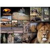 Image 4 : Mozambique: 10 Day Cape Buffalo 2026 Cancellation Hunt for 1 hunter, Includes 1 Cape Buffalo + tf di