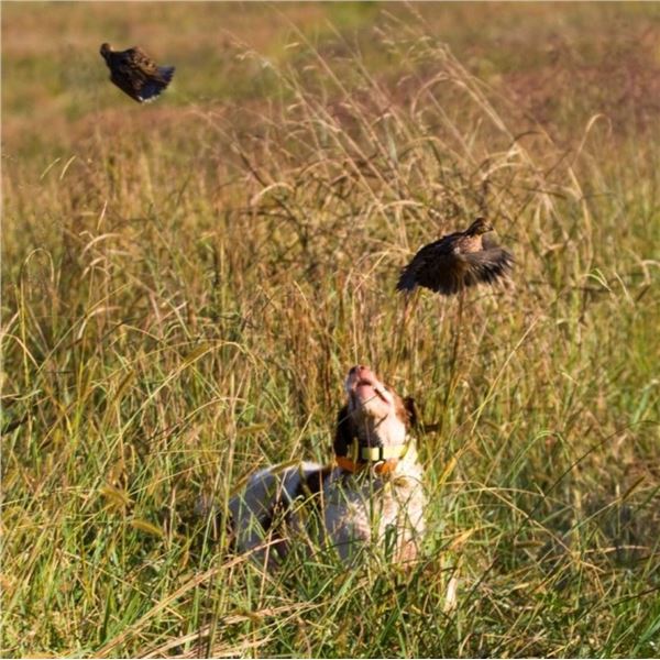 Texas: 2 Night, 3 Hunt Bobwhite and Blue Quail Hunt with dogs for 2 hunters. 48 bird limit
