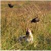 Image 1 : Texas: 2 Night, 3 Hunt Bobwhite and Blue Quail Hunt with dogs for 2 hunters. 48 bird limit