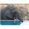 Image 10 : Zimbabwe: 7 Day Exportable Trophy Bull Elephant Hunt for 1 hunter. Trophy Fee Included.