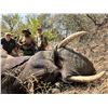 Image 14 : Zimbabwe: 7 Day Exportable Trophy Bull Elephant Hunt for 1 hunter. Trophy Fee Included.