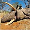 Image 2 : Zimbabwe: 7 Day Exportable Trophy Bull Elephant Hunt for 1 hunter. Trophy Fee Included.
