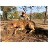 Image 6 : Zimbabwe: 7 Day Exportable Trophy Bull Elephant Hunt for 1 hunter. Trophy Fee Included.