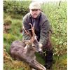 Image 3 : Spain: Trophy Big Game for 1 Hunter/Includes 1 of the following Mouflon Sheep, Fallow or Roe Deer.