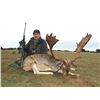Image 6 : Spain: Trophy Big Game for 1 Hunter/Includes 1 of the following Mouflon Sheep, Fallow or Roe Deer.