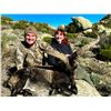 Image 7 : Spain: Trophy Big Game for 1 Hunter/Includes 1 of the following Mouflon Sheep, Fallow or Roe Deer.